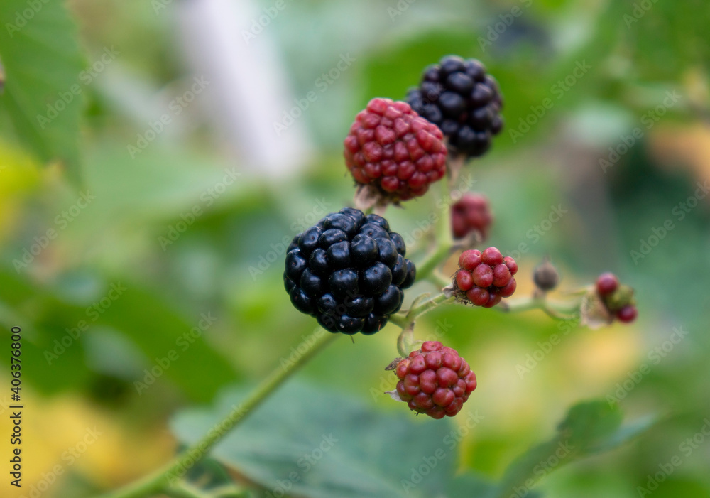 Blackberries on a branch in an organic garden. Close-up of a berry. Blackberries on a branch in an organic garden. Close-up of a berry.