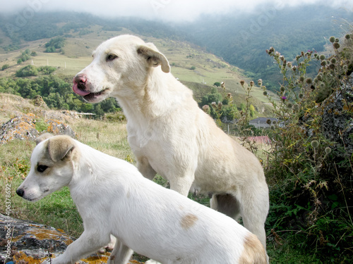 Hungry white dog and puppy stand in the mountains and lick their lips with the hope of getting food.