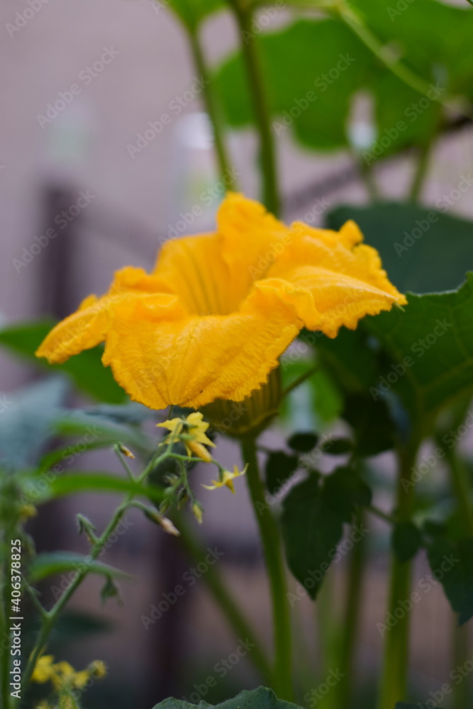 Naklejka premium Pumpkin flower
