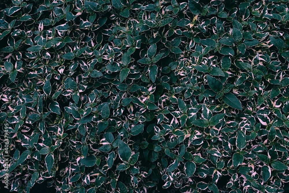 Top View of Green Leaves Texture Background in the Dark Tone. Top View of Green Leaves Texture Background in the Dark Tone.