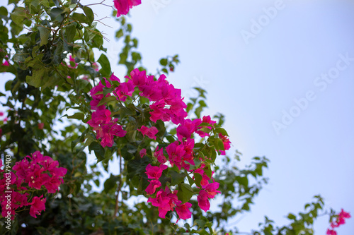 Branch of pink bougainvillea on the blue sky backgound. Place for text