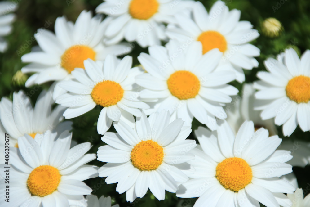 Fototapeta premium 3月の花壇に咲くマーガレット 密のイメージ