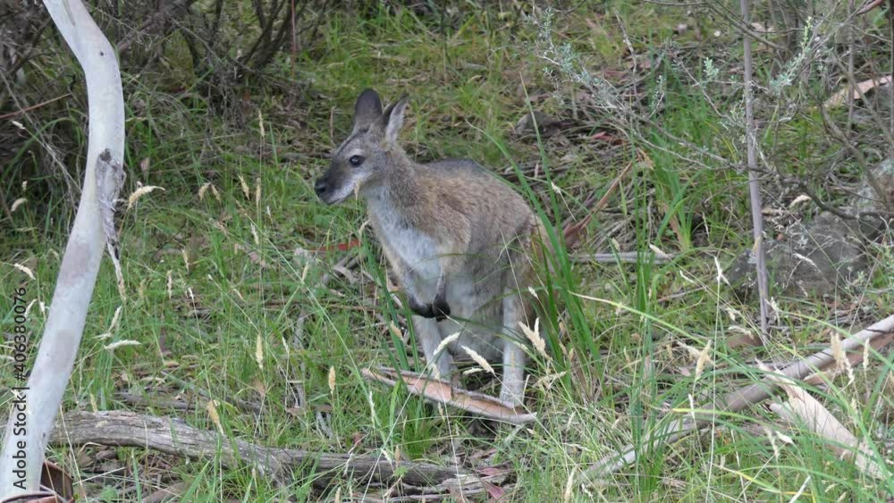 Wallaby looking at camera surrounded by green bush sniffing the air Wallaby looking at camera surrounded by green bush sniffing the air