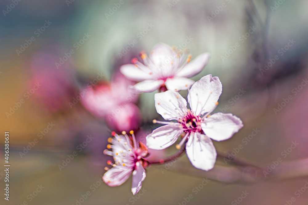 Amazing closeup macro of blooming apple tree white flowers with blurred background.
 Spring branch of apple flowers blossoms. The apple tree is in full bloom.
 Blooming branch in springtime.Raw.Image