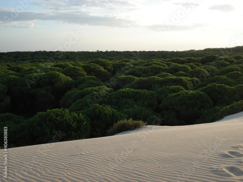 Photography Beautiful landscape with dense green trees and sand dunes