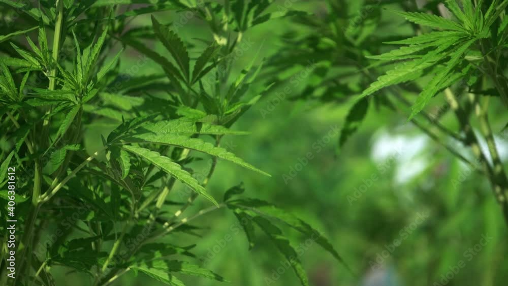 Weed hemp cannabis plants close up shot background for drug or medical concept Weed hemp cannabis plants close up shot background for drug or medical concept