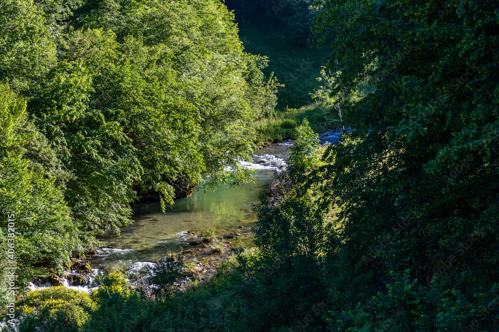 river in the forest