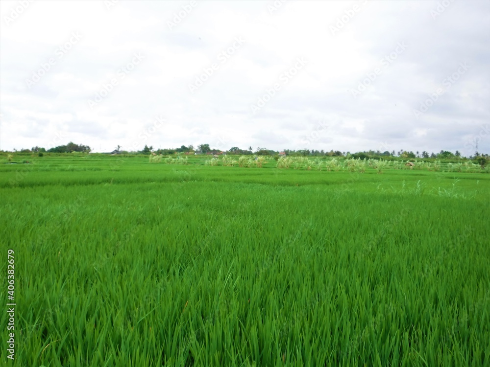 Beautiful landscape of Rice Terraces Field in Bali, Indonesia Beautiful landscape of Rice Terraces Field in Bali, Indonesia