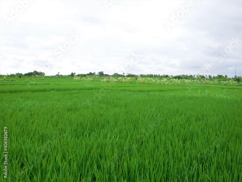 Beautiful landscape of Rice Terraces Field in Bali  Indonesia