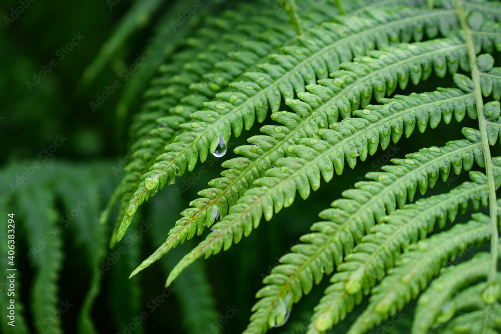 Water drop on fern leaf. Beautiful green background- plants and water-green.