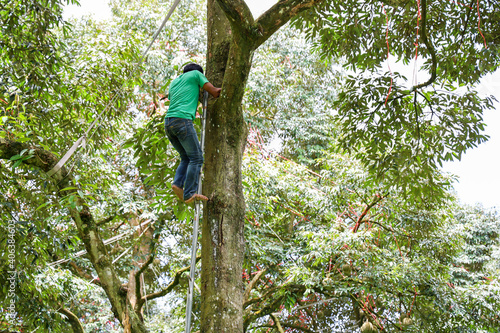 Worker is climbing on durian tree for harvest durian fruits with lush green durain garden background. Concept for agriculture and tropical friuts.