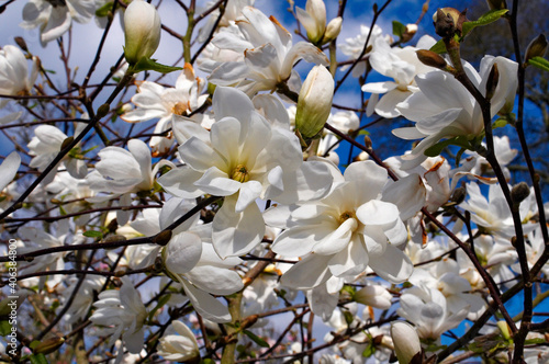 A spring  close up  view of  magnolias  Two Stones 