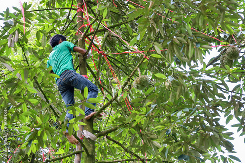 Worker is climbing on durian tree for harvest durian fruits with lush green durain garden background. Concept for agriculture and tropical friuts.