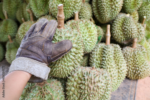 Asian hand wearing glove holding durian after harvesting with pile of durians background. Concept for agriculture and tropical fruits. 