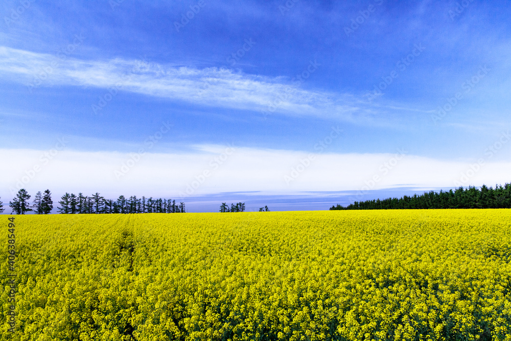 Fototapeta premium 北海道の菜の花 Rape blossoms in Hokkaido