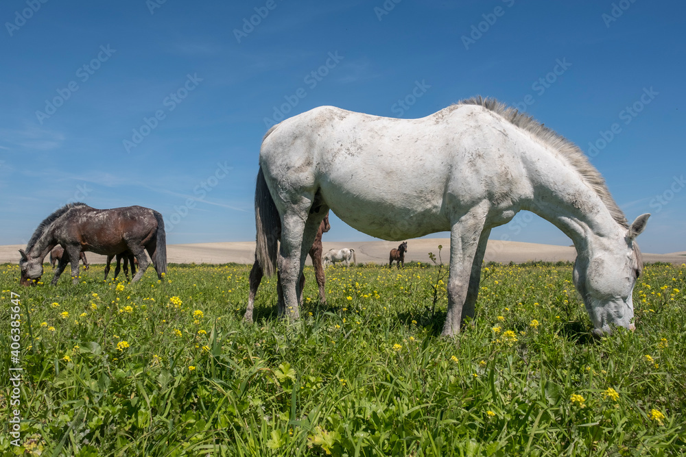 Obraz premium Spanish mare used for breeding