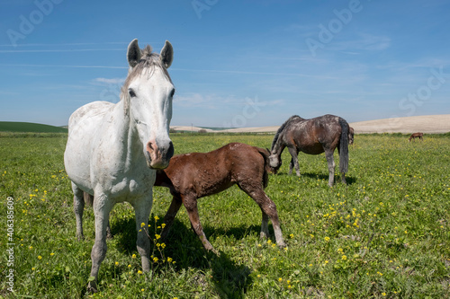 Spanish mare used for breeding © tayacan90