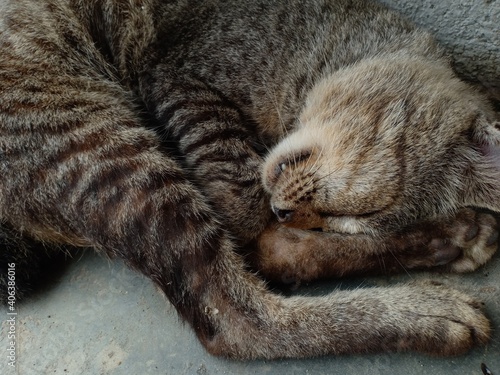 sleeping gray cat