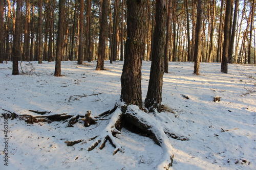 Fototapeta Naklejka Na Ścianę i Meble -  Zimowy krajobraz