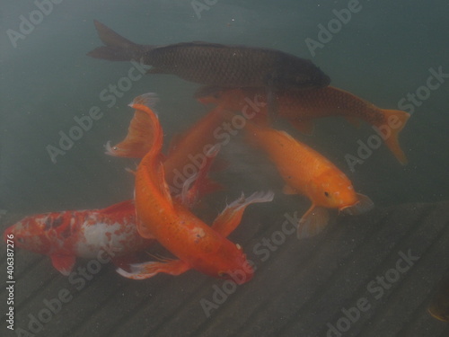 goldfish carp