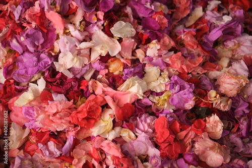 Indonesia Bali Negara - Pasar Umum Negara - State Public Market - Colourful Bougainvillea blossoms