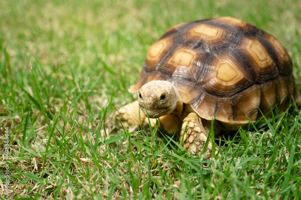 turtle on grass (Centrochelys sulcata) turtle on grass (Centrochelys sulcata)