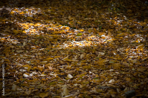 Golden vibrant fall leaves on the ground in a forest. Forest with colorful golden foliage.