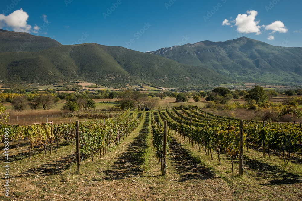 A vineyard during the harvest