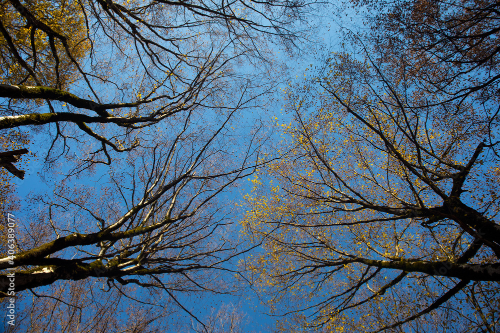 Autumn trees in the forest. Top to bottom view. Autumn trees in the forest. Top to bottom view.