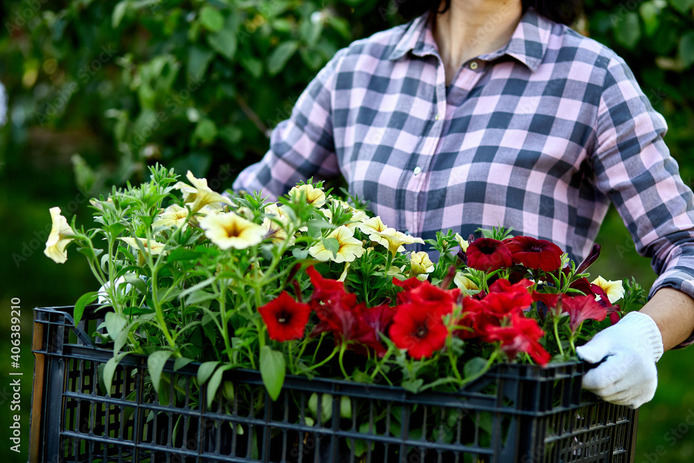 Florist hold box full of petunia flowers. Florist hold box full of petunia flowers.