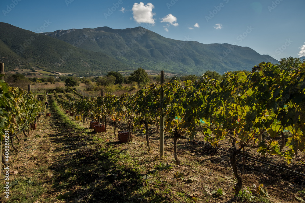 Fototapeta premium A vineyard during the harvest