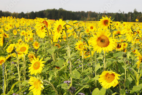 Sunflower field in Baden-Wurttemberg, Germany	 photo