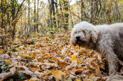 A lagotto dog during the truffle hunting photo