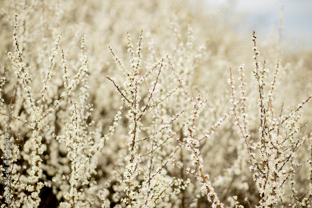Fototapeta premium Fielding white flowers blooming in a field. Background flowering, selective focus