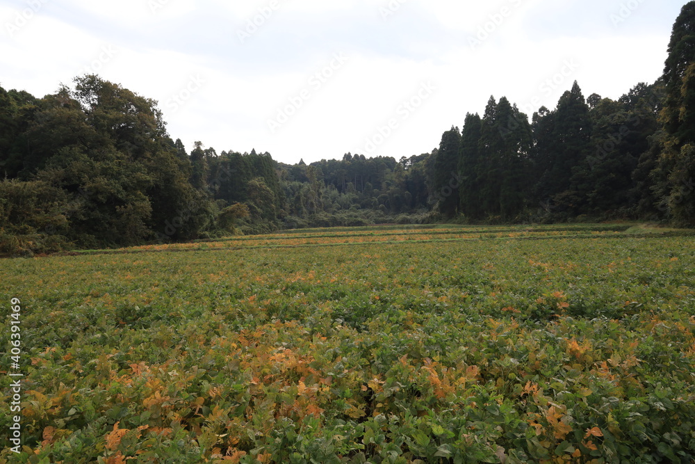 雲と田んぼ