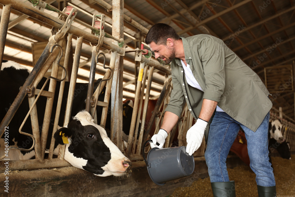 Farmer feeding cow on farm. Animal husbandry Farmer feeding cow on farm. Animal husbandry