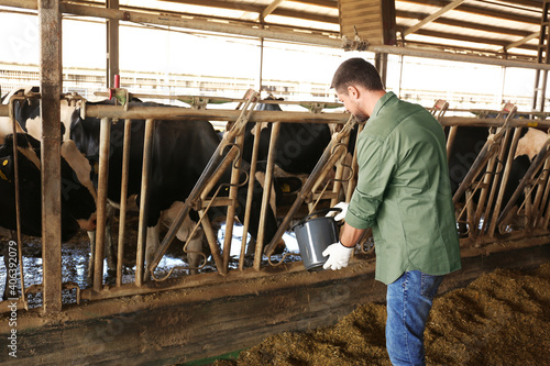 Worker feeding cow on farm. Animal husbandry