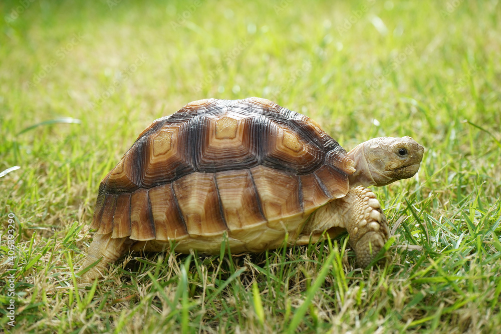 turtle on grass (Centrochelys sulcata) turtle on grass (Centrochelys sulcata)