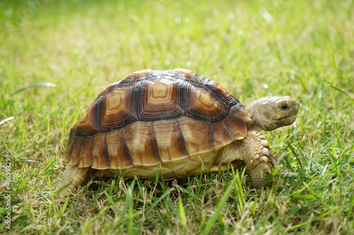 turtle on grass (Centrochelys sulcata)