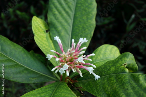 Flowers and leaves of Indian Snake Root or Rauwolfia tree with dark background in nature, Thailand. Another name is Serpent wood or Rauvolfia serpentina. photo