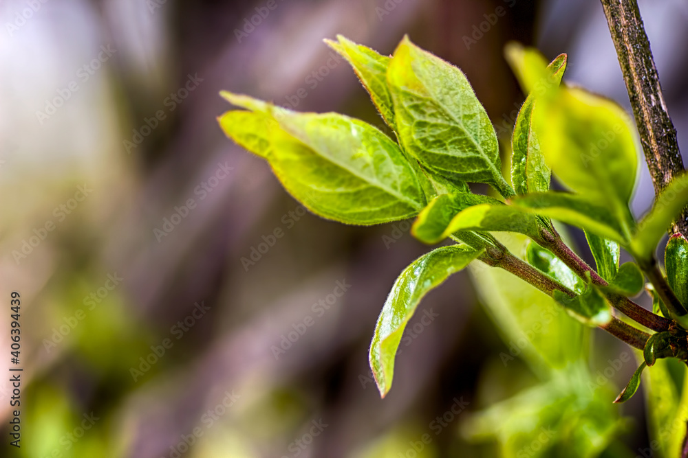 Blurred young leaf.Green leaf on a sunny day.Raw macro.Image