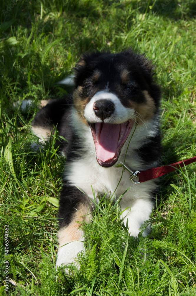 border collie puppy lying in the grass in the park border collie puppy lying in the grass in the park