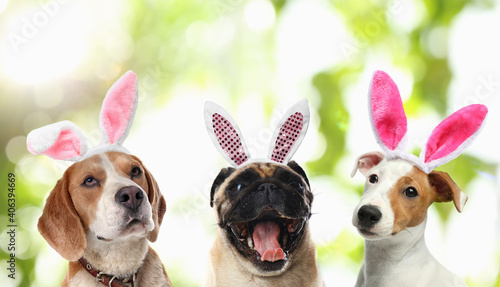 Photography Cute dogs with bunny ears headbands outdoors, collage