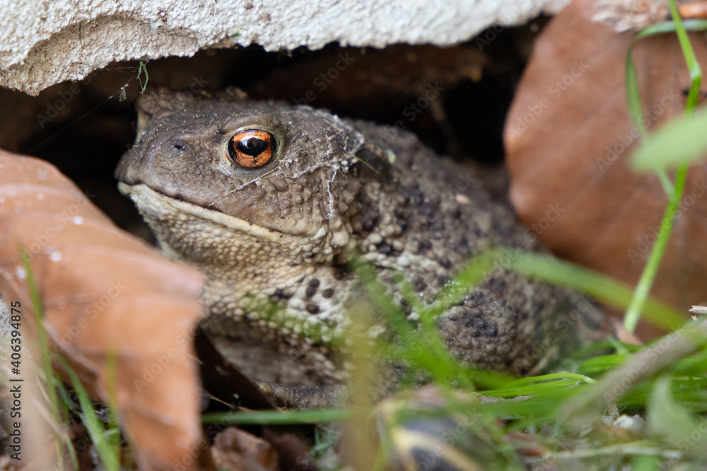 Fototapeta premium A frog hidden under a stone