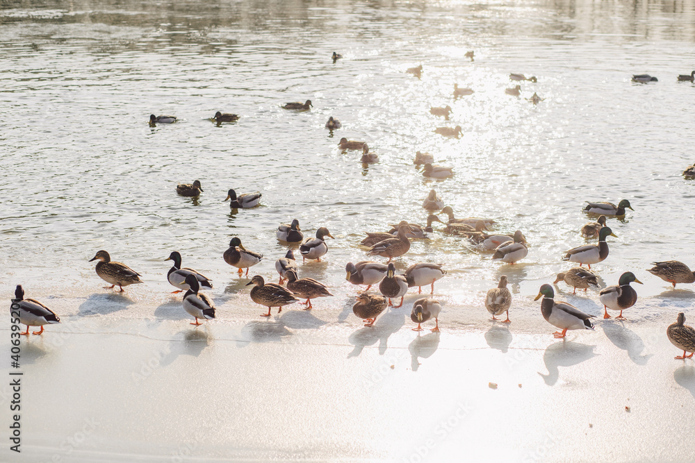 Fototapeta premium Feeding many wild ducks on winter cold icy river on frosty sunny day. People throwing food to happy hungry birds
