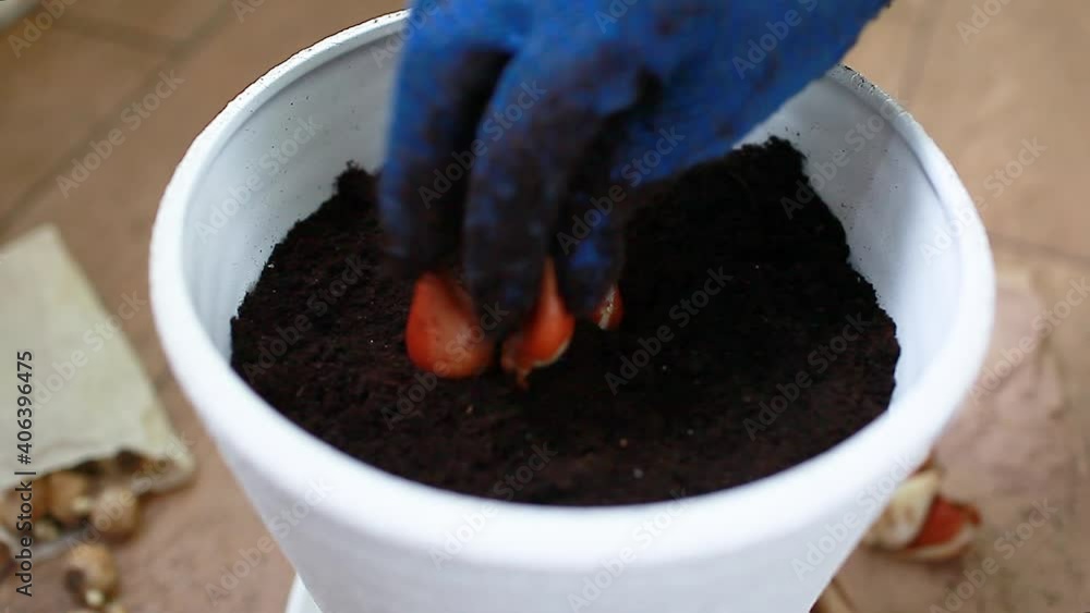 Gardener plants bulbs in pot at home. Narcissus, hyacinth, tulips growth. Spring Gardener plants bulbs in pot at home. Narcissus, hyacinth, tulips growth. Spring