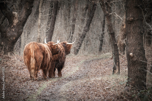 Scottish highland cows walking on a path in the woods