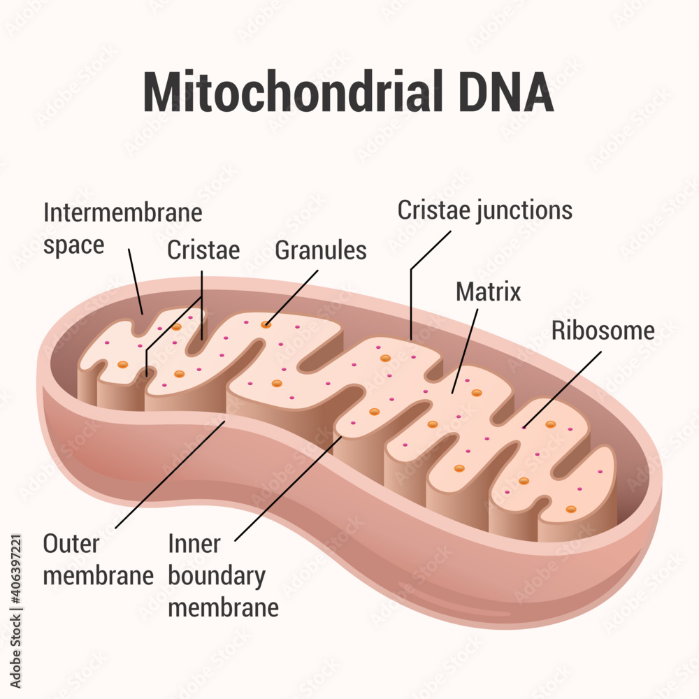 Mitochondrial DNA Stock Vector | Adobe Stock