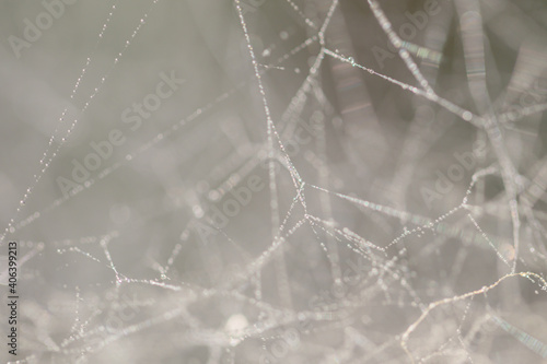 Defocus spider web for wallpaper background.Blurred abstract background.