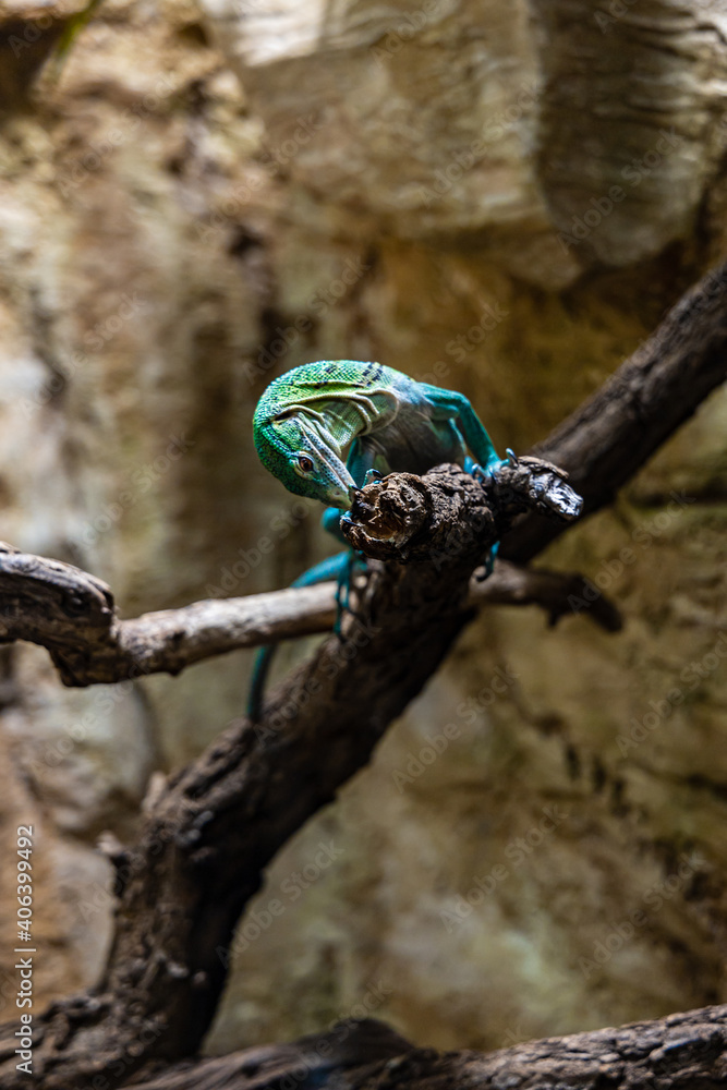 Small green and blue lizard sitting on wooden branch